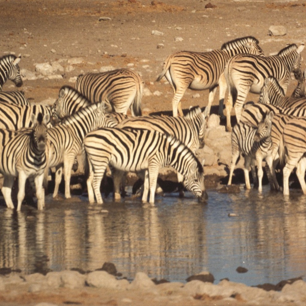 Zebras am Wasserloch im Etosha Nationalpark, Safari Moment in Namibia mit Tierbeobachtung an der Etosha Pfanne
